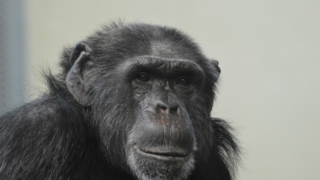 Haben Menschen Schimpansen-DNA?