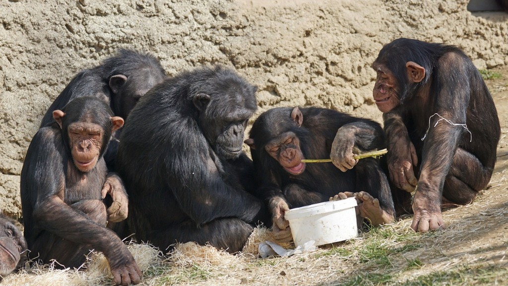Wie isst ein Schimpanse eine Banane?