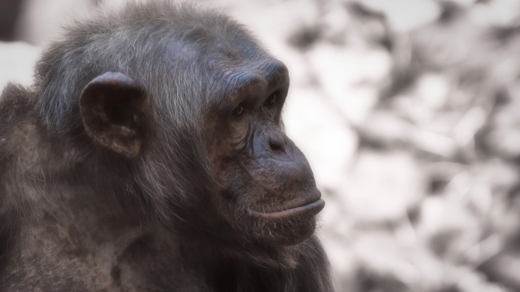 Warum sind Schimpansen vom Aussterben bedroht?