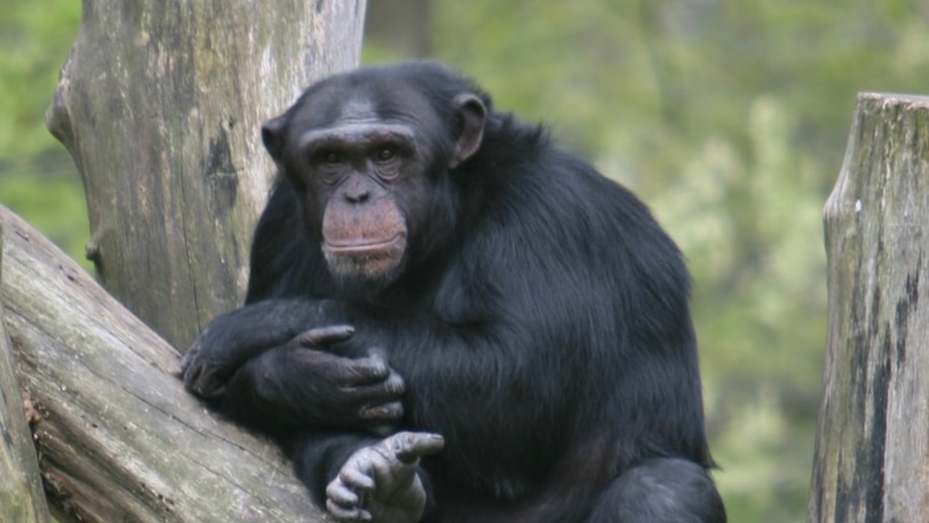 Wie man aus Ton einen Schimpansen macht