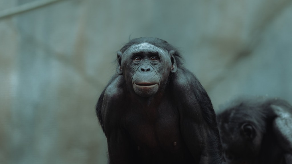 Was Schimpansen am meisten bedroht