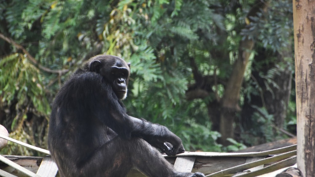 Zu welcher Klassifizierung gehört ein Schimpanse?
