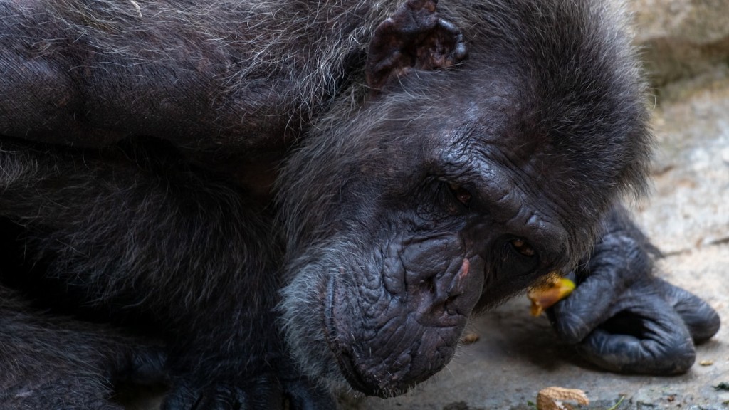 Sind Schimpansen aggressiv?