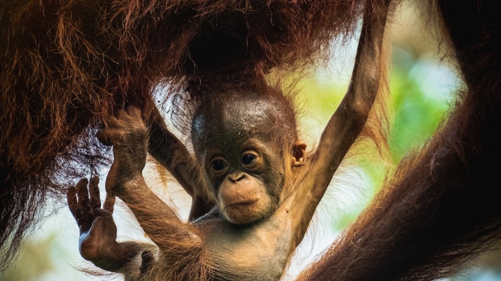 Welcher Primat ist wie ein Orang-Utan?